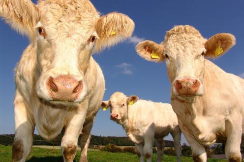 Cattle. The Hindi for "cattle" is "पशु".