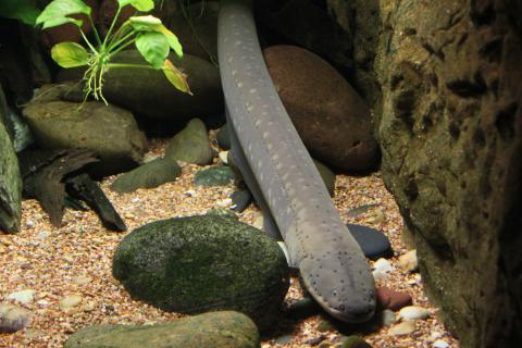 Eel. The Hindi for "eel" is "बाम मछली".