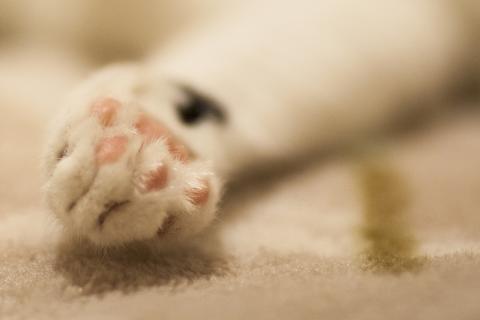 Paw. The Hindi for "paw" is "पंजा".