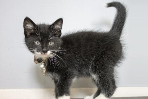 Kitten. The Italian for "kitten" is "gattino".