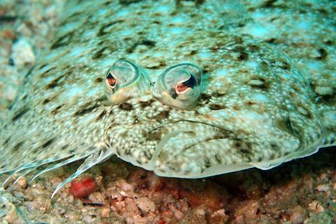 Sole. The Italian for "sole" is "suola".