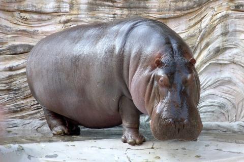 Hippopotamus. The Italian for "hippopotamus" is "ippopotamo".