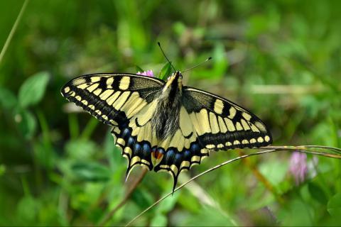 Butterfly. The Italian for "butterfly" is "farfalla".