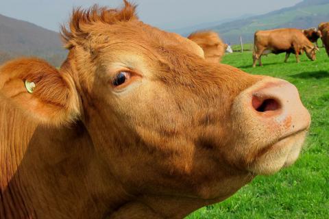 Cow. The Italian for "cow" is "mucca".