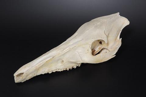 Skull. The Pandunia for "skull" is "sar oste".