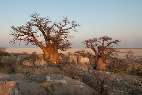 Baobab. The Pandunia for "baobab" is "buyu".