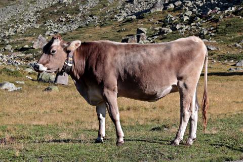 Cow. The Pandunia for "cow" is "mumu".