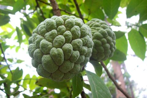 Sweetsop; sugar-apple. The Pandunia for "sweetsop; sugar-apple" is "ata".