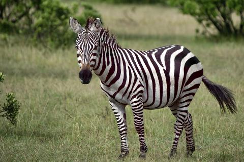 Zebra. The Pandunia for "zebra" is "zebra".