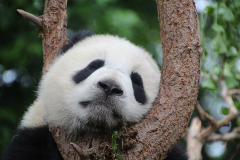 Panda. The Pandunia for "panda" is "panda".
