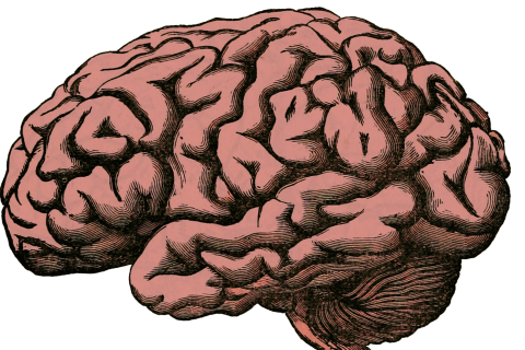 Brain. The Pandunia for "brain" is "nau".