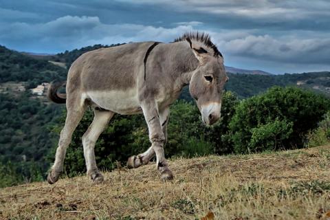 Donkey. The Pandunia for "donkey" is "iha".