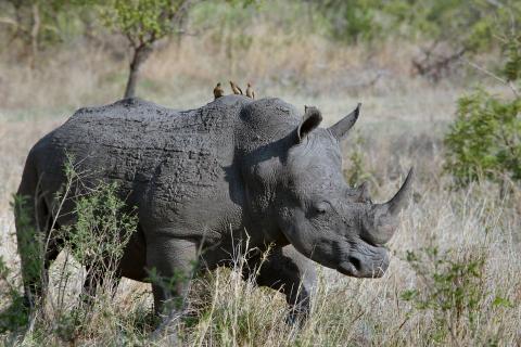 Rhinoceros. The Pandunia for "rhinoceros" is "korne nos".