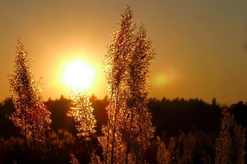 West. The Pandunia for "west" is "veste".