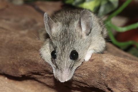 Mouse. The Pandunia for "mouse" is "mushu".