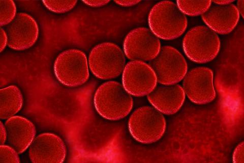 Blood. The Portuguese for "blood" is "sangue".