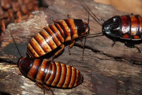 Cockroaches. The Portuguese for "cockroaches" is "baratas".