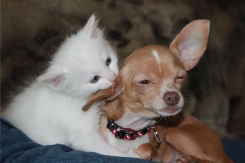 Animals. The Portuguese for "animals" is "animais".