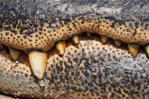 Dangerous. The Portuguese for "dangerous" is "perigoso".