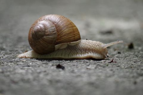 Slowly. The Portuguese for "slowly" is "lentamente".