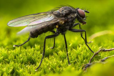 Fly. The Portuguese for "fly" is "voar".