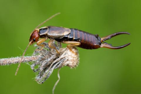 Earwig. The Portuguese for "earwig" is "tesourinha".
