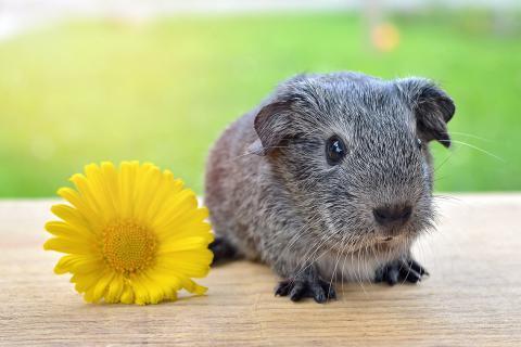 Pet. The Portuguese for "pet" is "estimação".