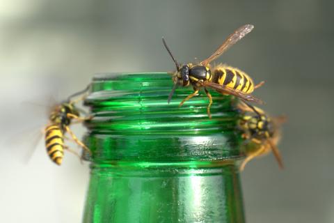 Wasps. The Portuguese for "wasps" is "vespas".