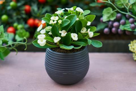 Plant. The Portuguese for "plant" is "planta".