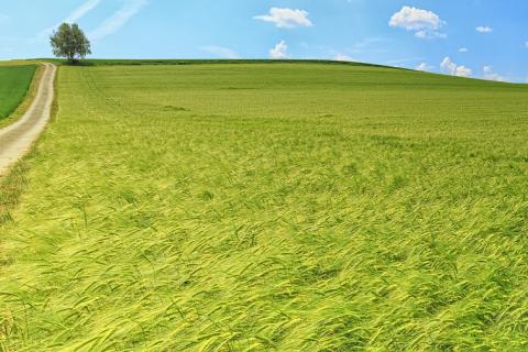 Field. The Portuguese for "field" is "campo".