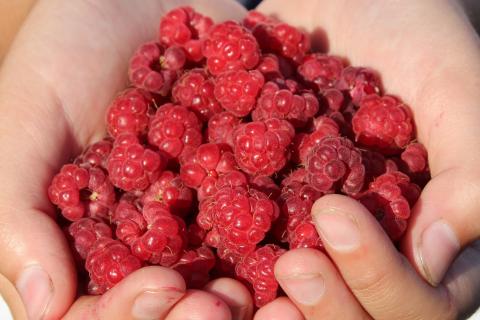 The raspberry. The Portuguese for "the raspberry" is "a framboesa".