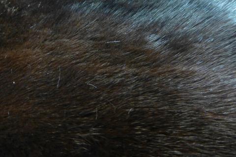 Fur. The Portuguese for "fur" is "pelo".