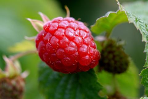 Raspberry. The Portuguese for "raspberry" is "framboesa".
