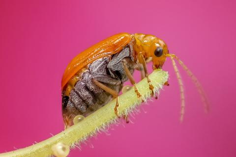 Insect. The Spanish for "insect" is "insecto".