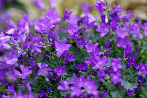 Mauve. The Spanish for "mauve" is "malva".