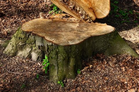 Stump. The Spanish for "stump" is "tocón".