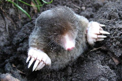 Mole. The Spanish for "mole" is "lunar".