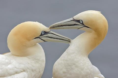 Gannets. The Spanish for "gannets" is "alcatraces".