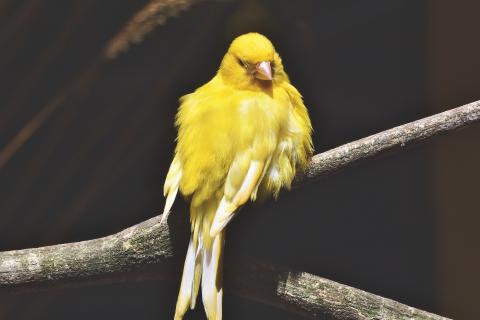 Canary. The Spanish for "canary" is "canario".