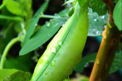 Bean. The Spanish for "bean" is "judía".