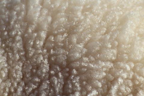 Wool. The Spanish for "wool" is "lana".