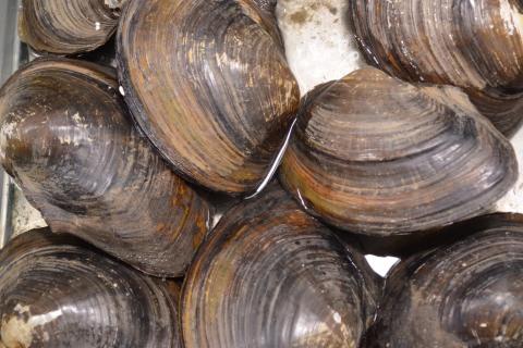 Clam; shell. The Thai for "clam; shell" is "หอย".