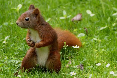 Squirrel. The Thai for "squirrel" is "กระรอก".