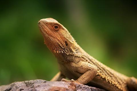 Lizard. The Thai for "lizard" is "กิ้งก่า".