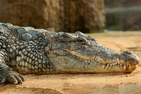 Crocodile. The Thai for "crocodile" is "จระเข้".