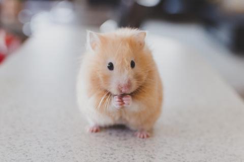 Hamster (short form). The Thai for "hamster (short form)" is "แฮมสเตอร์".