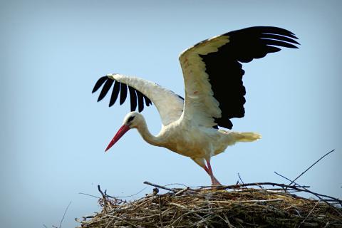 Stork; heron. The Thai for "stork; heron" is "นกกระสา".