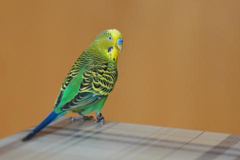 Budgie (short form). The Thai for "budgie (short form)" is "หงส์หยก".
