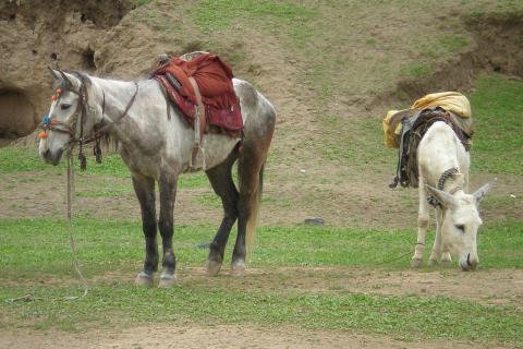 A horse is bigger than a donkey.. The Thai for "A horse is bigger than a donkey." is "ม้าตัวใหญ่กว่าลา".