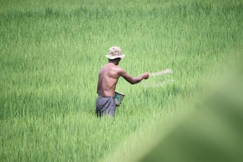 Rice farmer. The Thai for "rice farmer" is "ชาวนา".